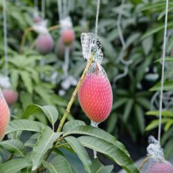 Japanese Hokkaido Otofuke Hakugin no Taiyo Mango farm single piece Japanese Hokkaido Otofuke Hakugin no Taiyo Mango farm single piece