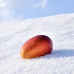 Japanese Hokkaido Otofuke Hakugin no Taiyo Mango on snow 1 Japanese Hokkaido Otofuke Hakugin no Taiyo Mango on snow 1
