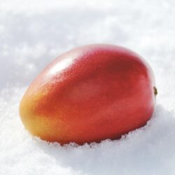 Japanese Hokkaido Otofuke Hakugin no Taiyo Mango on snow Japanese Hokkaido Otofuke Hakugin no Taiyo Mango on snow