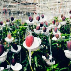 Japanese Hokkaido Otofuke Hakugin no Taiyo Mango farm Japanese Hokkaido Otofuke Hakugin no Taiyo Mango farm