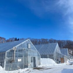 Japanese Hokkaido Otofuke Hakugin no Taiyo Mango greenhouses Japanese Hokkaido Otofuke Hakugin no Taiyo Mango greenhouses