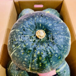 Japanese Hokkaido Urara Kabocha (Pumpkin)