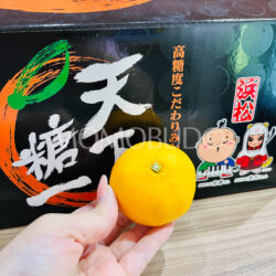 Japanese Tenka Touitsu Mikan (Mandarin Orange)