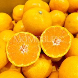 Japanese Tenka Touitsu Mikan (Mandarin Orange) cross section