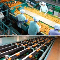 Japanese Tenka Touitsu Mikan (Mandarin Orange) sorting