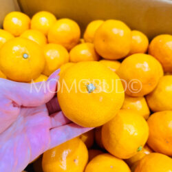 Japanese Tenka Touitsu Mikan (Mandarin Oranges)