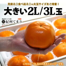 Japanese Wakayama Kishu Temari Persimmon size comparison Japanese Wakayama Kishu Temari Persimmon size comparison