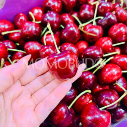 Chilean 7 Pintachas Lapin Red Cherry