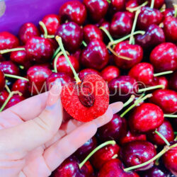 Chilean 7 Pintachas Lapin Red Cherry cross section