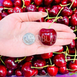 Chilean 7 Pintachas Lapin Red Cherry size comparison