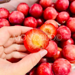 Chilean Candy Pixie Cherry Plum cross section Chilean Candy Pixie Cherry Plum cross section