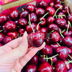 Chilean Frutea Santina Red Cherry (4J)