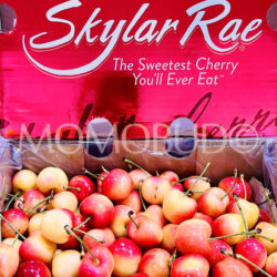 Chilean Skylar Rae Cherry Gift Box (2kg, 3J) 30mm+ Chilean Skylar Rae Cherry Gift Box (2kg, 3J) 30mm+