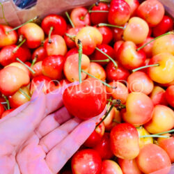 Chilean Swan Rainier Cherry (4J) 32mm+ Chilean Swan Rainier Cherry (4J) 32mm+