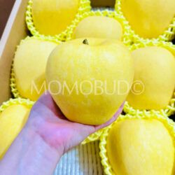 Japanese Princess Haruka Apple on hand