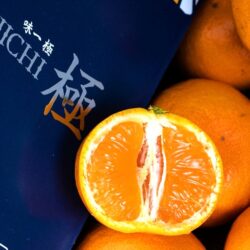 Japanese Wakayama Ajiichi Mikan (Mandarin Orange) cross section Japanese Wakayama Ajiichi Mikan (Mandarin Orange) cross section