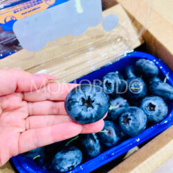 Jumbo China Yunnan Blueberry 24mm+