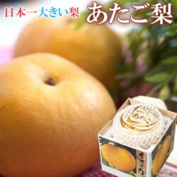 Jumbo Japanese Okayama Atago Pear Gift Box (1kg, 1pc) poster Jumbo Japanese Okayama Atago Pear Gift Box (1kg, 1pc) poster