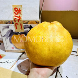 Jumbo Japanese Tottori Atago Pear (1.7kg) 2 Jumbo Japanese Tottori Atago Pear (1.7kg) 2
