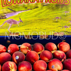 Lowana Pearl Princess White Peach Box