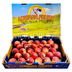 Lowana Pearl Princess White Peach Box (30pcs)