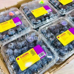 Peru CaDiMe Bluberry (125g punnets