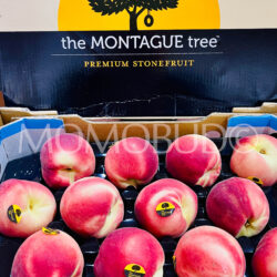 Australian The Montague Tree™ Snow Flame White Peach Box