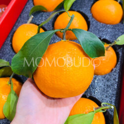 China Benihana Musume Jelly Orange