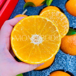 China Benihana Musume Jelly Orange cross section