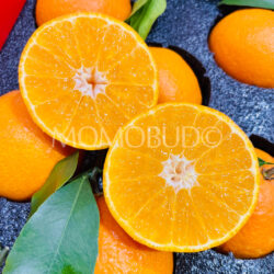 China Benihana Musume Jelly Orange cross section