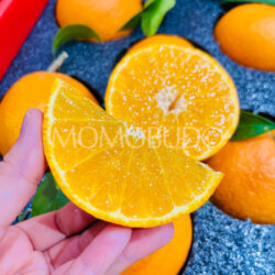 China Benihana Musume Jelly Orange slice