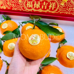 China Daji Kirin Xiangshan Premium Red Beauty Mandarin Orange 1