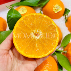 China Daji Kirin Xiangshan Premium Red Beauty Mandarin Orange cross section