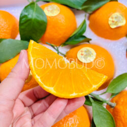 China Daji Kirin Xiangshan Premium Red Beauty Mandarin Orange slice