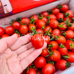 China Dianbai Qianxi Cherry Tomato