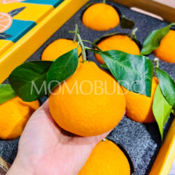 China Saga Hamasaki Mandarin Orange