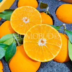 China Saga Hamasaki Mandarin Orange cross section