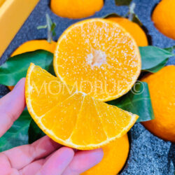 China Saga Hamasaki Mandarin Orange slice