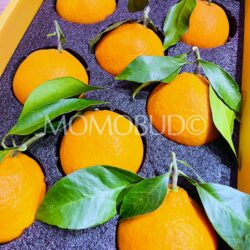 China Saga Hamasaki Mandarin Oranges