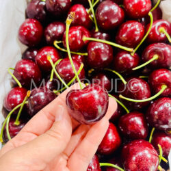 Tasmanian Diamond Wandin Valley Farms Simcoe Red Cherry Tasmanian Diamond Wandin Valley Farms Simcoe Red Cherry