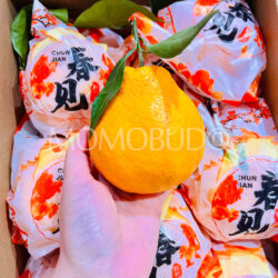 China Baozhi ChunJian Mandarin Orange