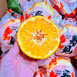 China Baozhi ChunJian Mandarin Orange cross section