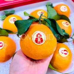 China Daji Premium Xiangshan Premium Red Beauty Mandarin China Daji Premium Xiangshan Premium Red Beauty Mandarin