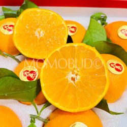 China Daji Premium Xiangshan Premium Red Beauty Mandarin cross section China Daji Premium Xiangshan Premium Red Beauty Mandarin cross section