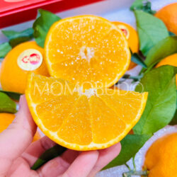 China Daji Premium Xiangshan Premium Red Beauty Mandarin slice China Daji Premium Xiangshan Premium Red Beauty Mandarin slice