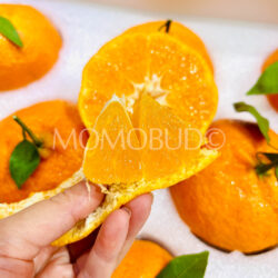 China Daji Premium Xiangshan Premium Red Beauty Mandarin slice China Daji Premium Xiangshan Premium Red Beauty Mandarin slice