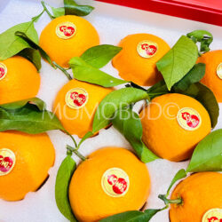 China Daji Premium Xiangshan Premium Red Beauty Mandarins China Daji Premium Xiangshan Premium Red Beauty Mandarins