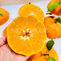 China Jumbo Gan Pin Mandarin Orange cross section China Jumbo Gan Pin Mandarin Orange cross section