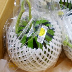 Japanese Kochi Luna Piena Watermelon 1