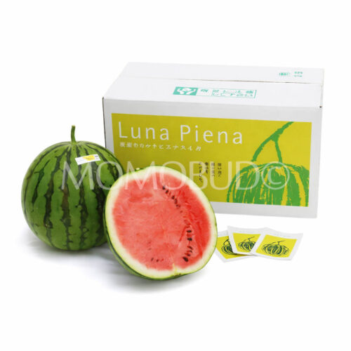 Japanese Kochi Luna Piena Watermelon